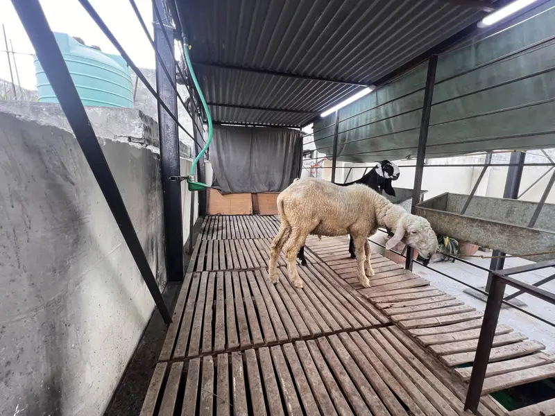Makhi Cheeni Goat/Sheep 15x6 Ft | Auto System — photo 10