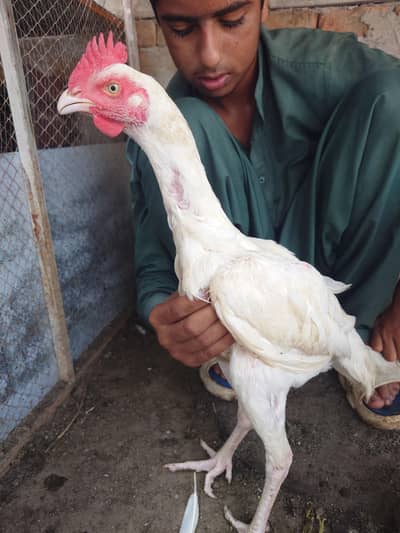 white bengum pair
