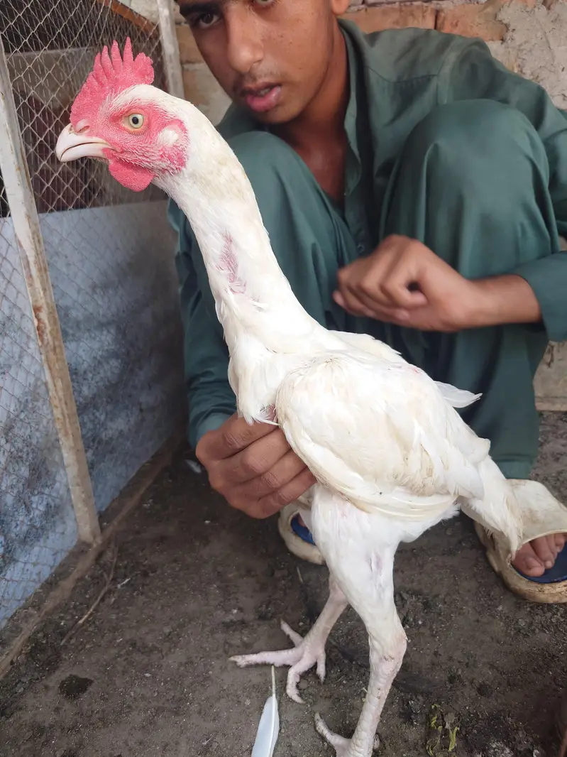 white bengum pair — photo 3