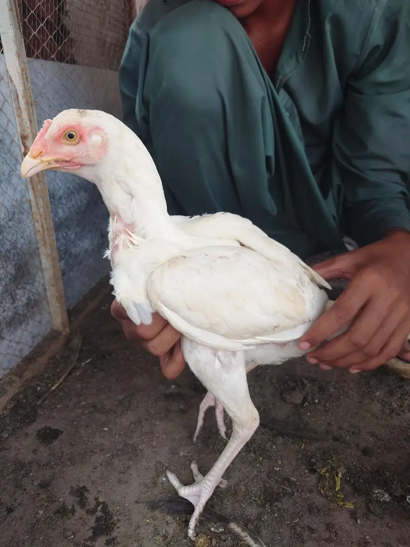 white bengum pair — photo 4