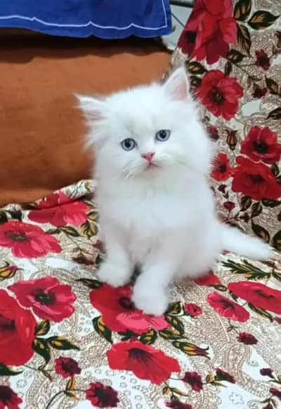 Persian Female kitten for sale 0346+9227+576 Whatsapp