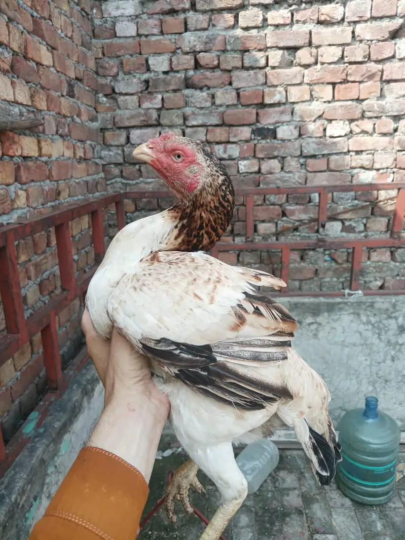 1 Murga 3 Burgiya — photo 3