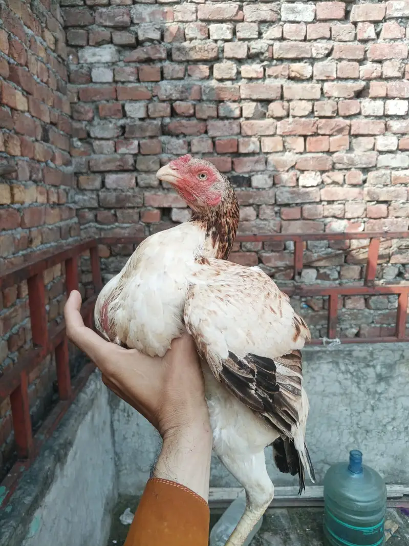 1 Murga 3 Burgiya — photo 10