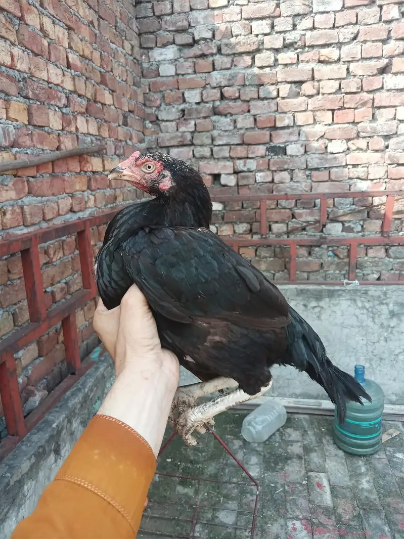 1 Murga 3 Burgiya — photo 11