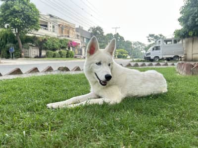 Siberian Husky