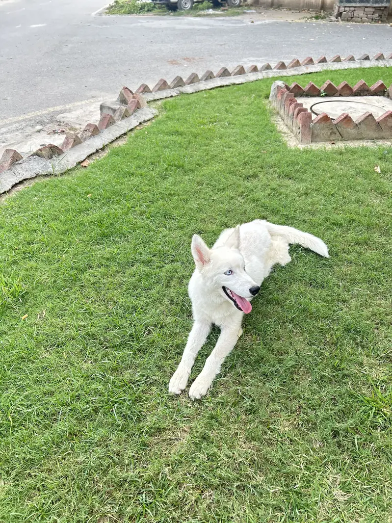 Siberian Husky — photo 2