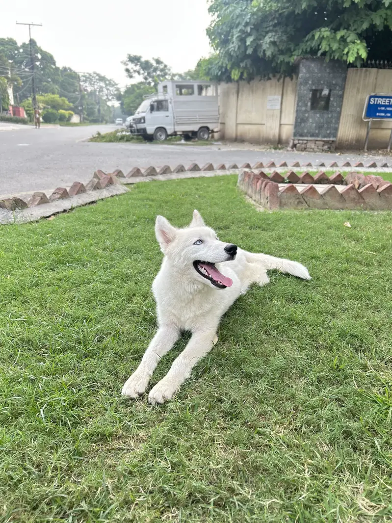 Siberian Husky — photo 3