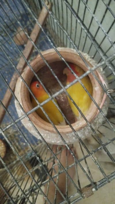 love birds for sale