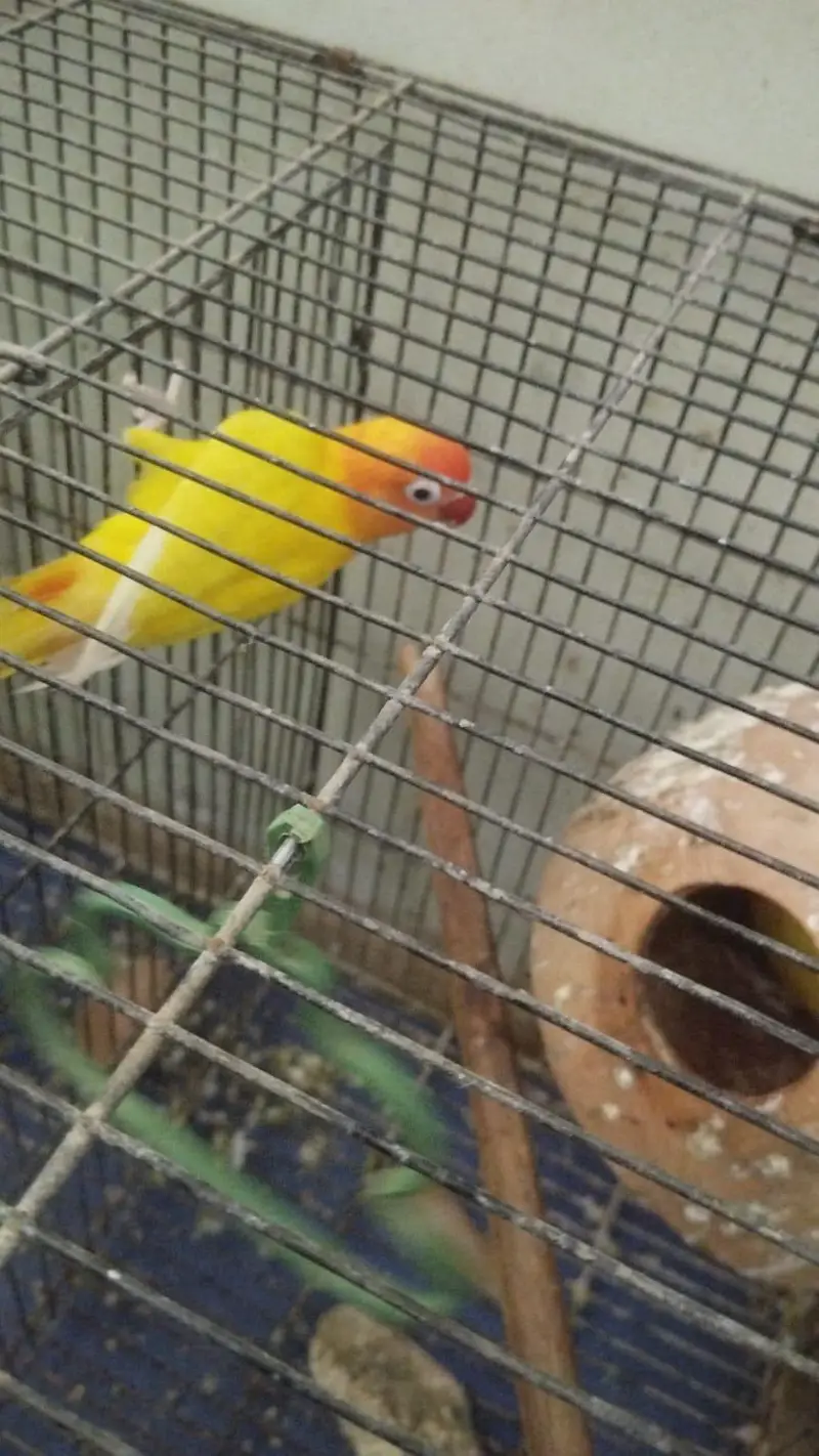 love birds for sale — photo 2