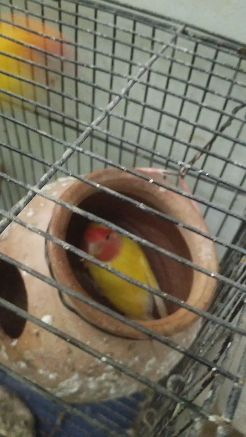 love birds for sale — photo 3