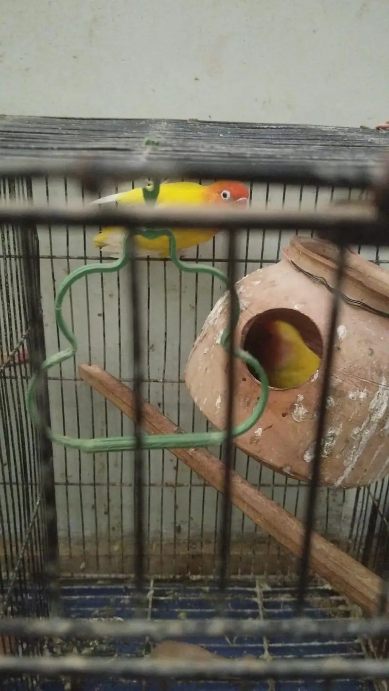 love birds for sale — photo 4