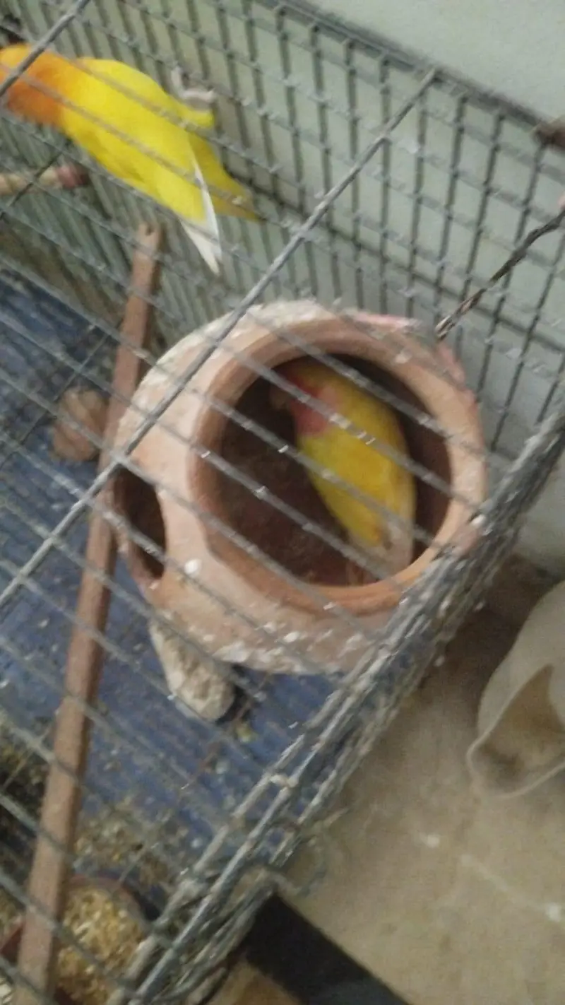 love birds for sale — photo 5