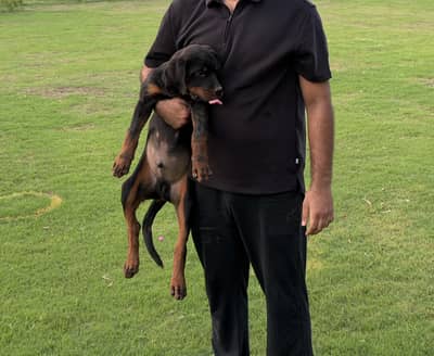 Rottwiller puppies for sale|male 4months and female 2months |sheikhpur