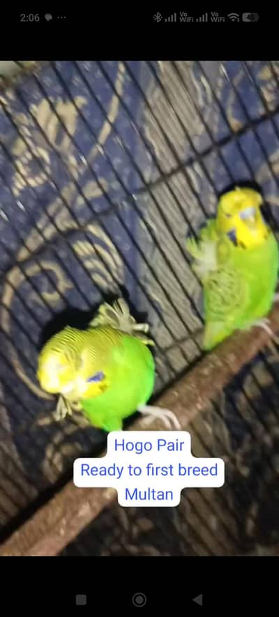 Hogo Double Flower Pair