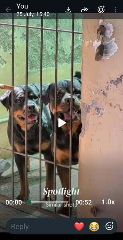 rottweiler pair for sale