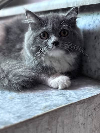 Persian kittens for sale 03705705059