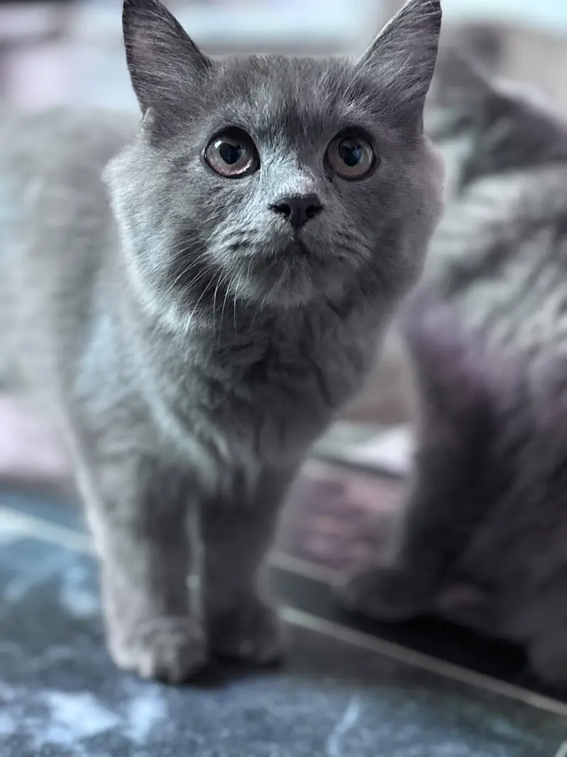 Persian kittens for sale 03705705059 — photo 2