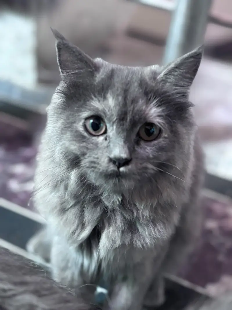Persian kittens for sale 03705705059 — photo 3