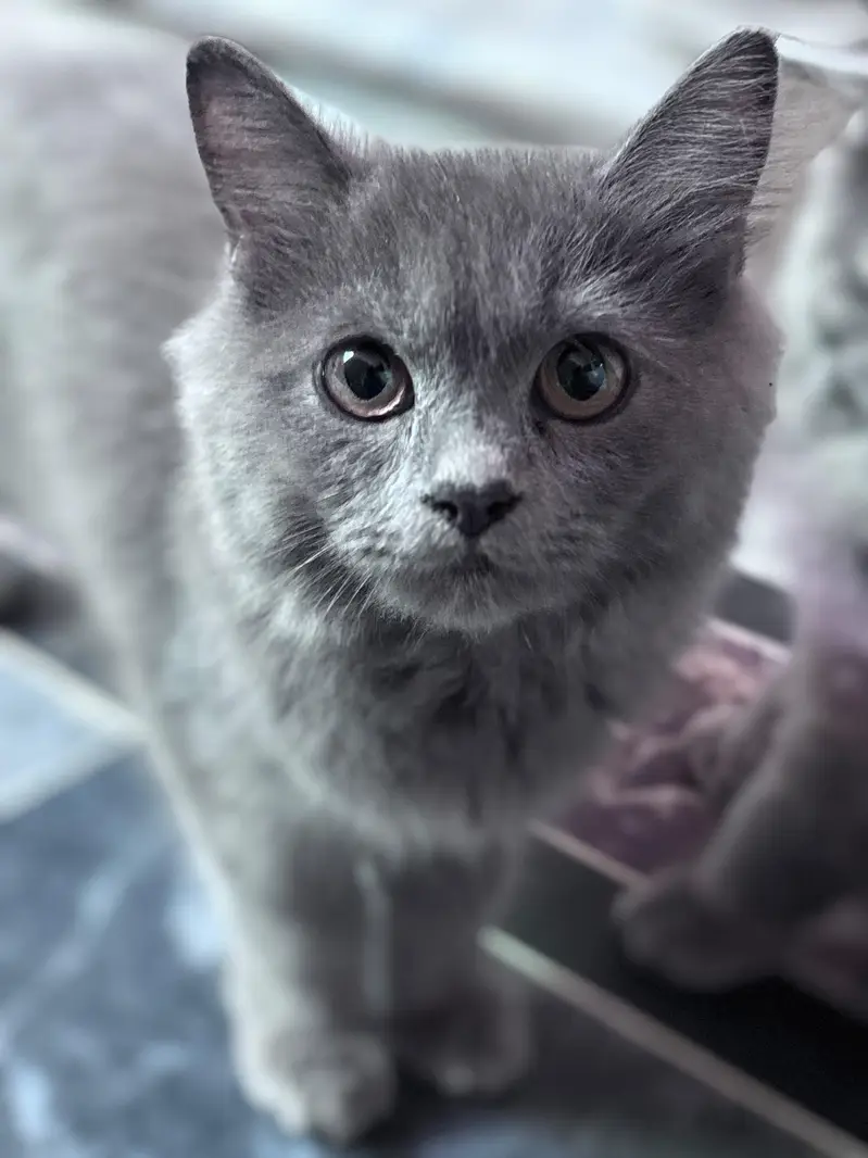 Persian kittens for sale 03705705059 — photo 4