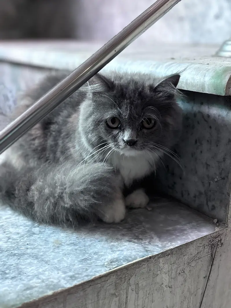 Persian kittens for sale 03705705059 — photo 5