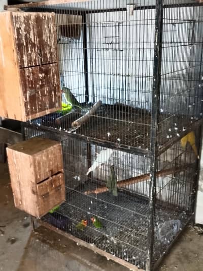 3 pair ha cage bi Dana ha or box bi