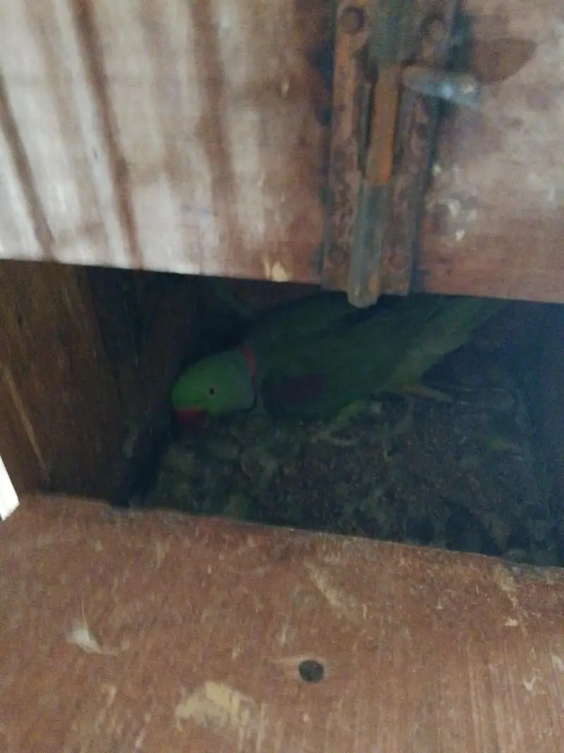 3 pair ha cage bi Dana ha or box bi — photo 2