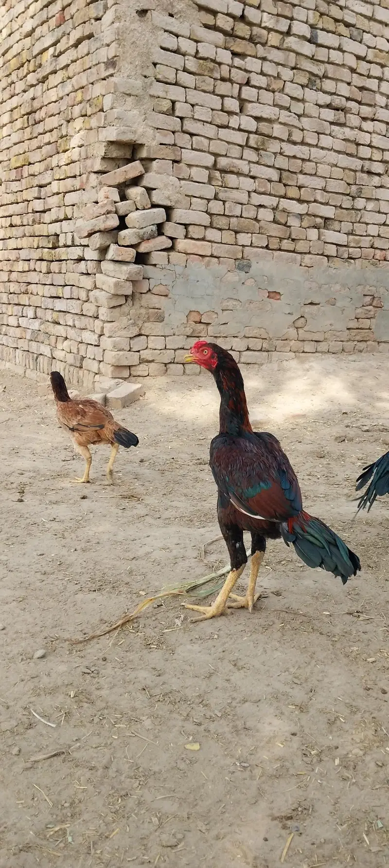 aseel Mianwali — photo 2