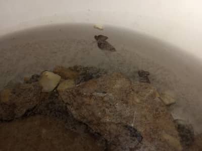 snails for sale