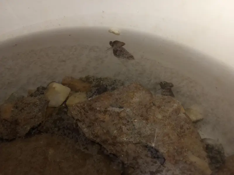 snails for sale
