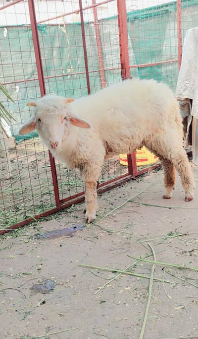 longtail Merino sheeps