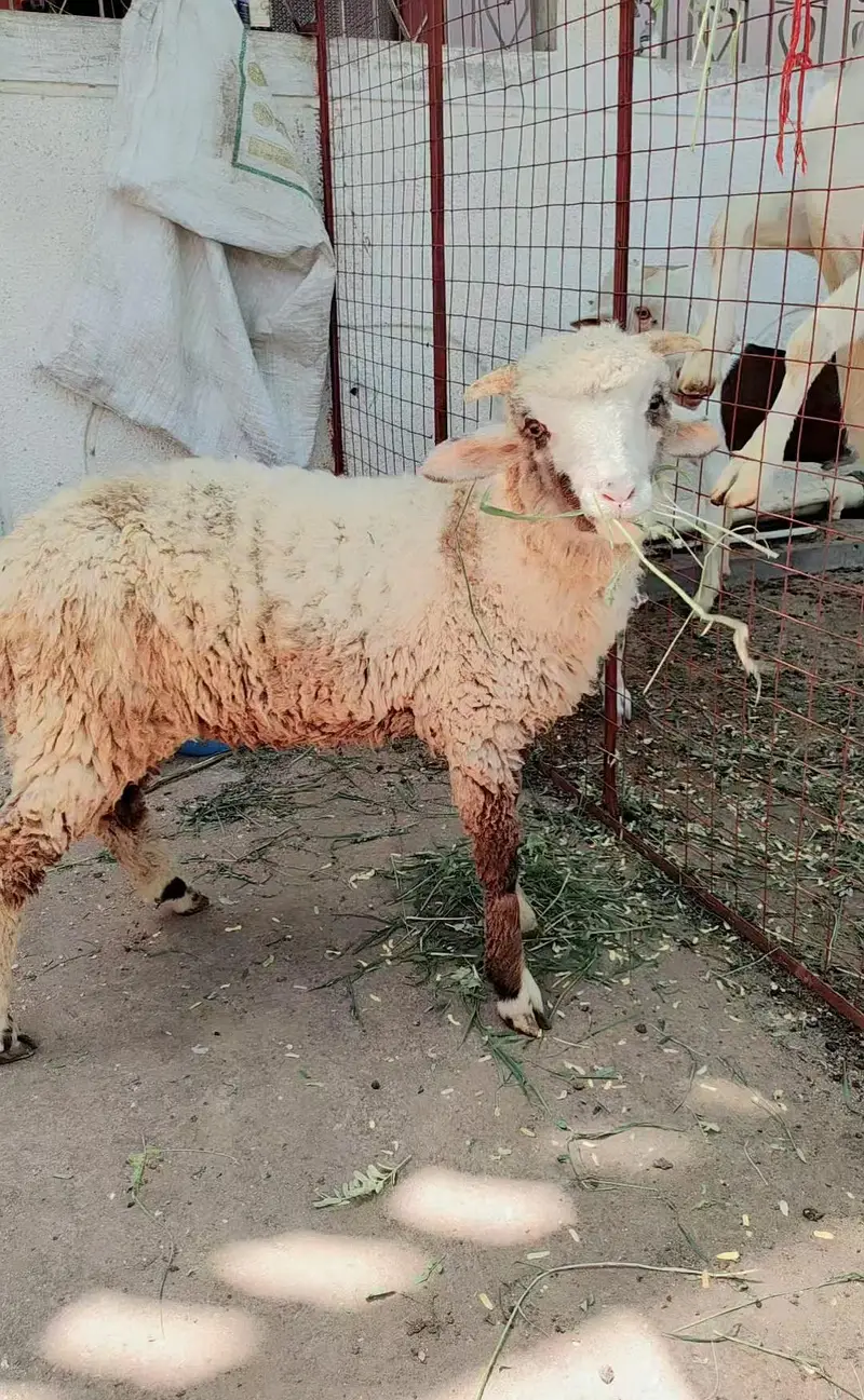 longtail Merino sheeps — photo 2