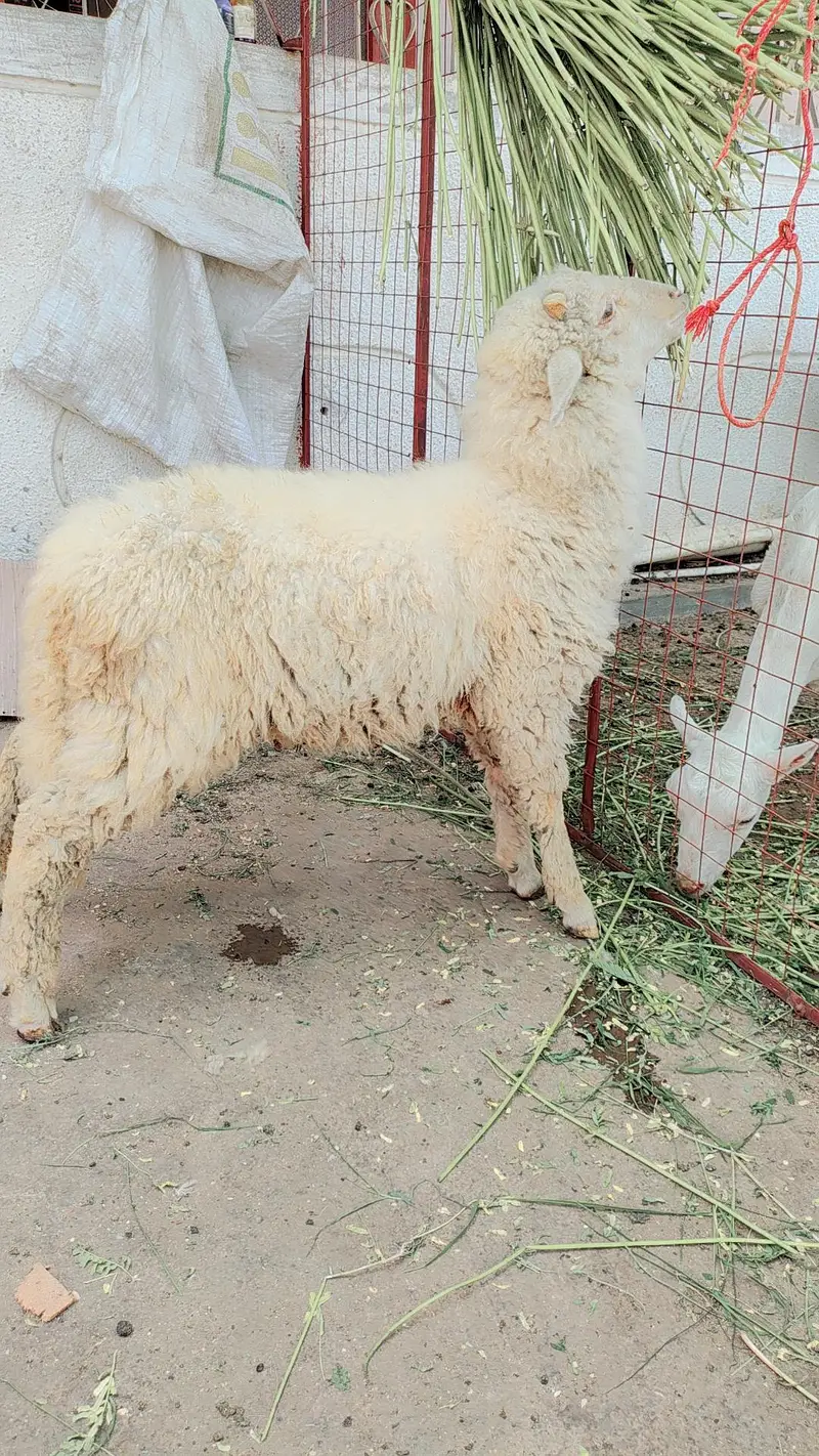 longtail Merino sheeps — photo 3