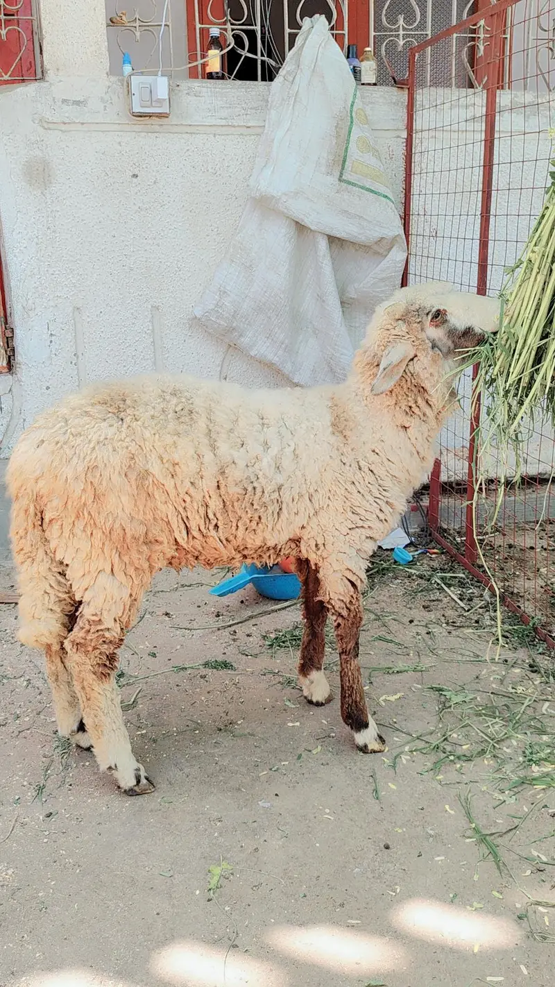 longtail Merino sheeps — photo 4