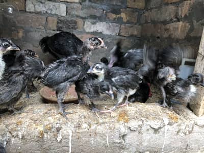 Astralop chicks for sale