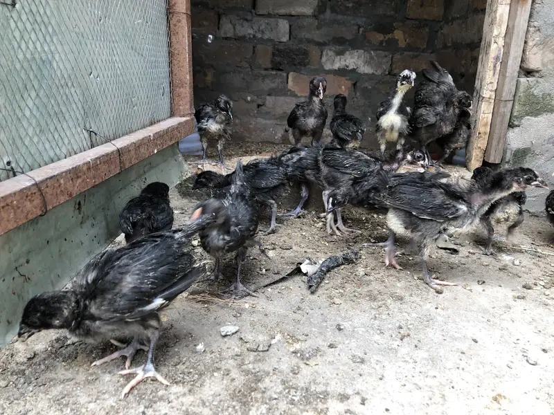 Astralop chicks for sale — photo 2