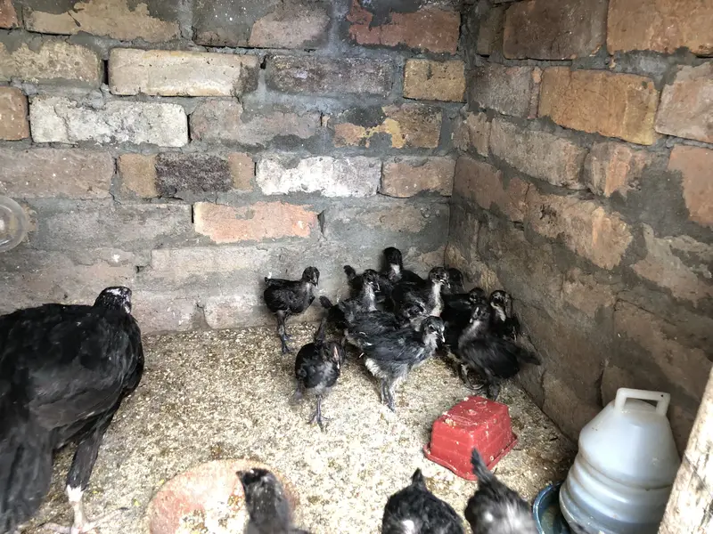 Astralop chicks for sale — photo 3