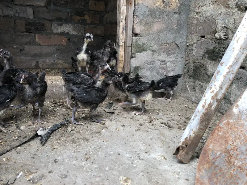 Astralop chicks for sale — photo 4