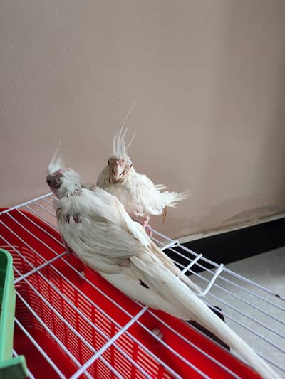 inno cocktail chicks