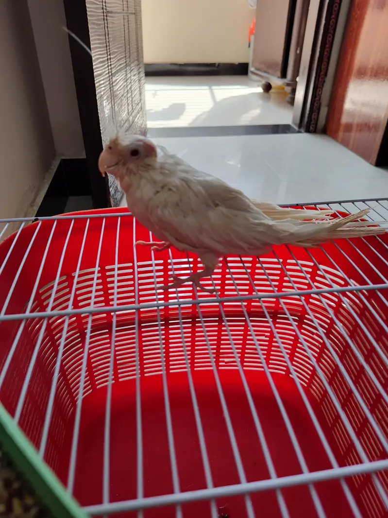 inno cocktail chicks — photo 2