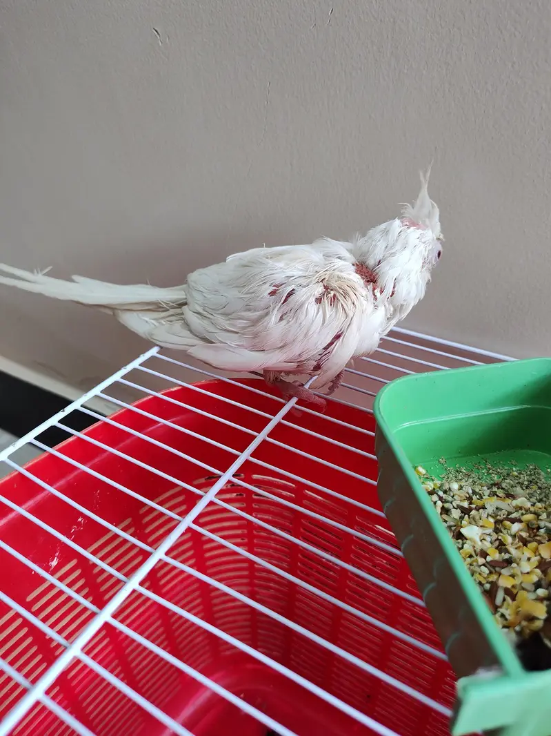 inno cocktail chicks — photo 3