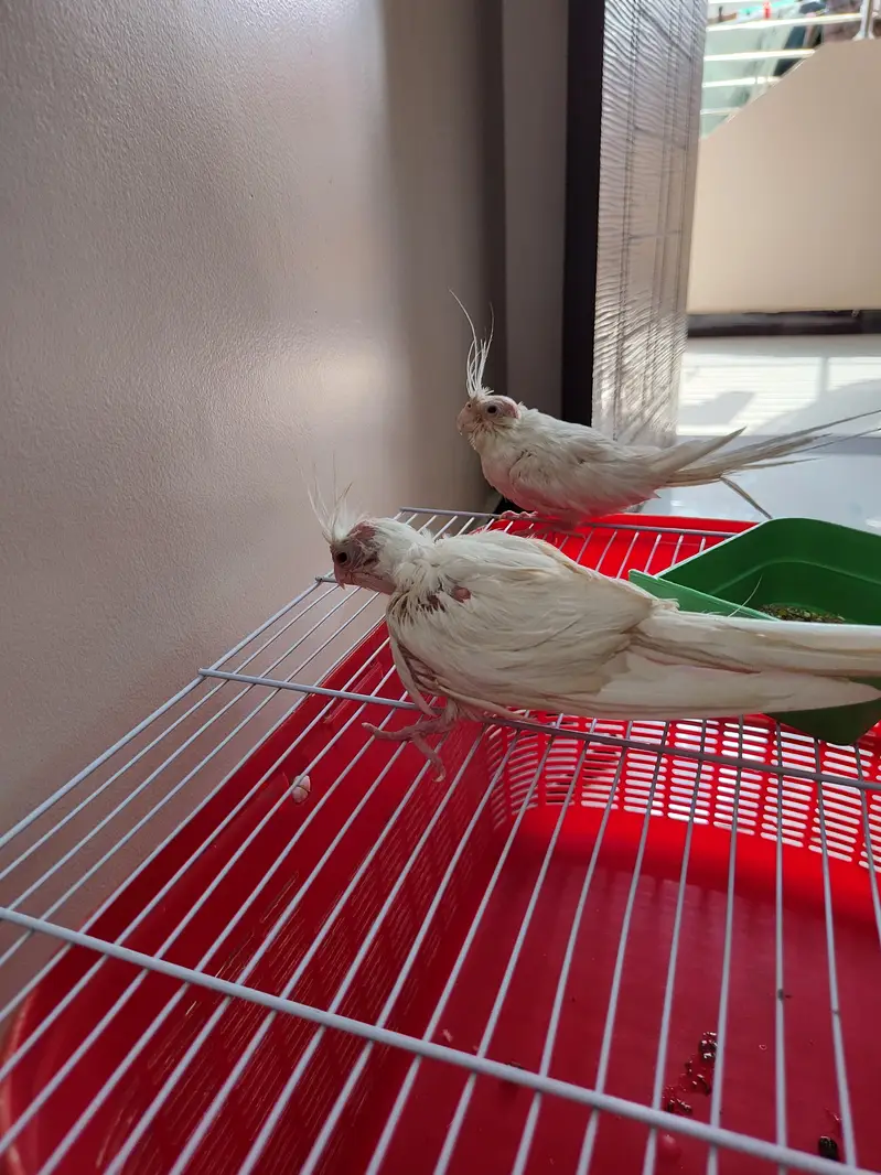 inno cocktail chicks — photo 4