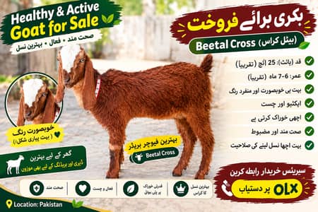 “Healthy beetal  cross baby  sale ke liye available hai.