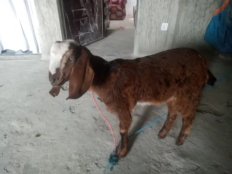 “Healthy beetal  cross baby  sale ke liye available hai. — photo 2