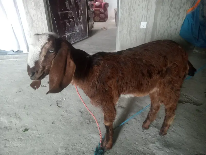 “Healthy beetal  cross baby  sale ke liye available hai. — photo 3