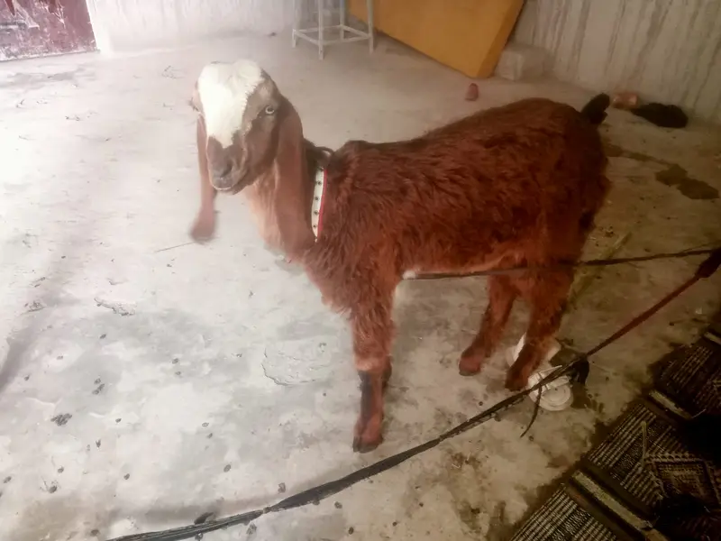 “Healthy beetal  cross baby  sale ke liye available hai. — photo 4