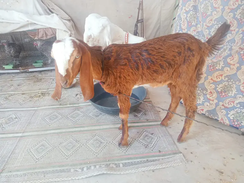 “Healthy beetal  cross baby  sale ke liye available hai. — photo 5