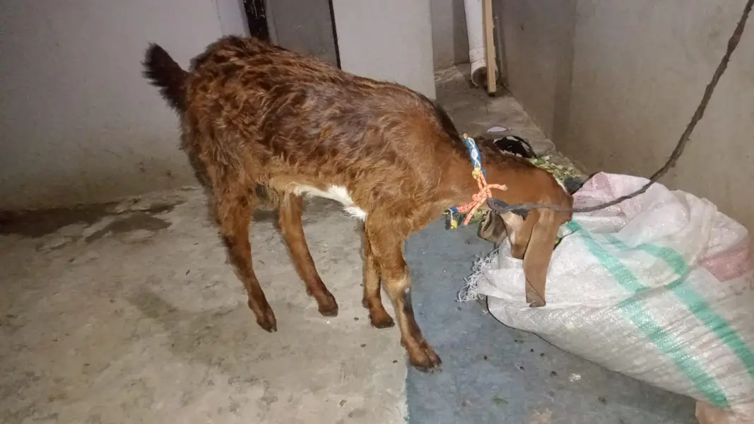 “Healthy beetal  cross baby  sale ke liye available hai. — photo 6