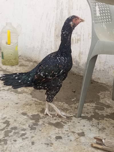 breeder female