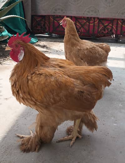Young adults Golden & White Buff Available for Sells