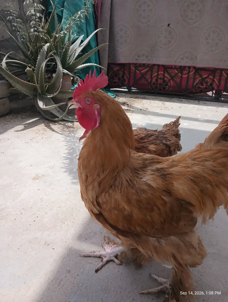 Young adults Golden & White Buff Available for Sells — photo 8